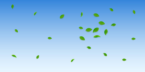 Falling green leaves. Fresh tea random leaves flyi