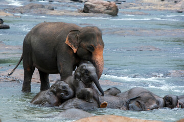 Elephants from the Pinnawala Elephant Orphanage bathe in the Maha Oya River in central Sri Lanka. Twice a day the elephants walk from the orphanage to the river.