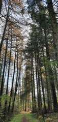 forest
