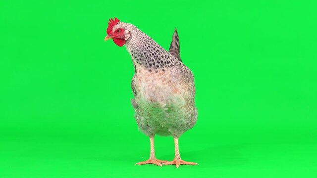 gray chicken stands in the center of a green screen
