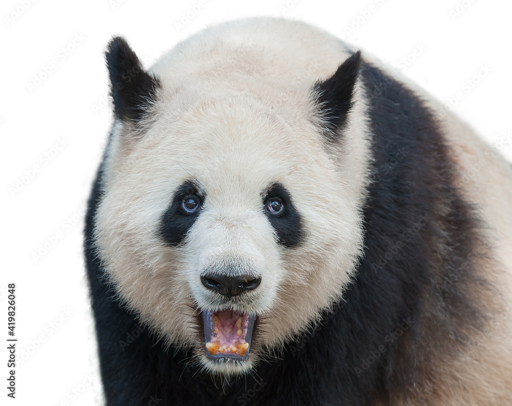 Wall mural closeup of giant panda bear isolated on white background