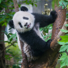 Cute giant panda bear in tree