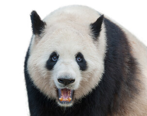 Fototapety  Closeup of giant panda bear isolated on white background