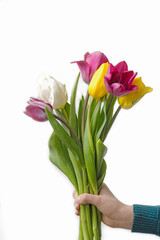 bouquet of bright multicolored tulips in a child's hand the concept of congratulations and holidays