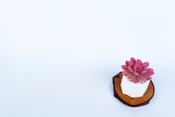 Fototapeta na wymiar Mini Cactus Succulents in a white pot and white stones on a bright white flat lay background