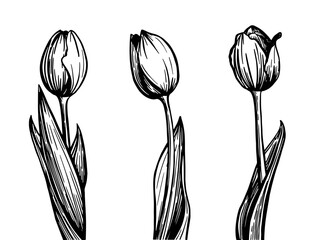Vector black and white illustration of a large bouquet of tulips in a graphic style on a transparent background. For festive decor.