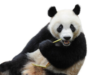 Closeup of giant panda bear isolated on white background - 419826404