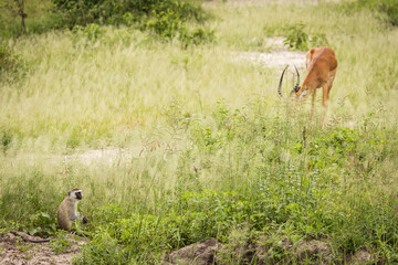 Monkey during safari in National Park of Tarangire, Tanzania.