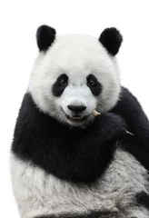 Foto op Plexiglas Closeup of giant panda bear isolated on white background © wusuowei