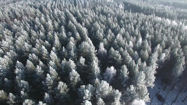 Aerial view of a winter forest. Nature ecology concept. Winter time, coziness, enjoying sunrise. Beautiful sunny day. Orbit shot.