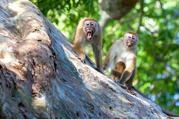 A pair of angry Toque macaques sit in a tree in Yala National Park in southern Sri Lanka. - obrazy, fototapety, plakaty