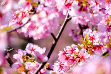【初春・早咲き桜】河津桜