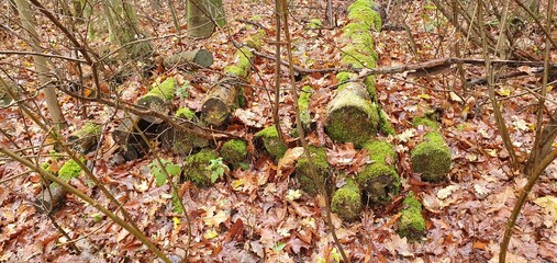 forest