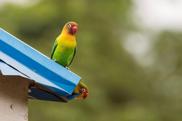 Beautiful colourful lovebirds playing at the roof of the house.