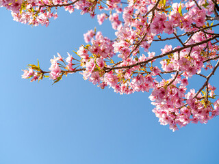 【初春・早咲き桜】河津桜