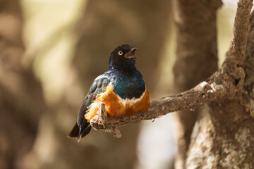 Superb Starling blue bird (Lamprotornis superbus) in Tarangire National Park, Tanzania.