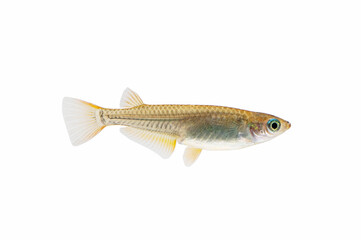 Japanese killifish on white background