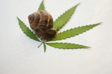 snail and cannabis leaf. snail crawling on green cannabis leaf