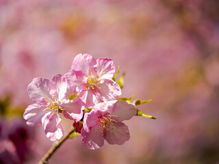 【初春・早咲き桜】河津桜