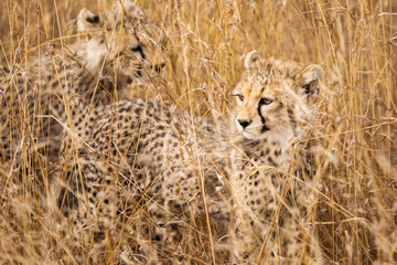 Cheetah cubs in the grass during safari at Serengeti National Park in Tanzania. Wild nature of Africa..
