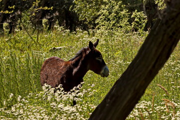 Beautiful brown donkey walks in a meadow with blooming wildflowers in summer, Nisovo, Bulgaria  