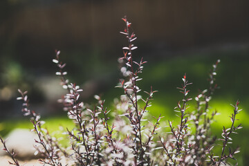 native Australian tea tree Leptospermum plant outdoor in sunny backyard