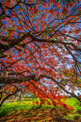 Flamboyant tree blooming, beautiful nature (Delonix regia)

