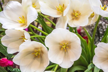 White tulips with yellow pistils and stamens
