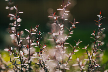 native Australian tea tree Leptospermum plant outdoor in sunny backyard