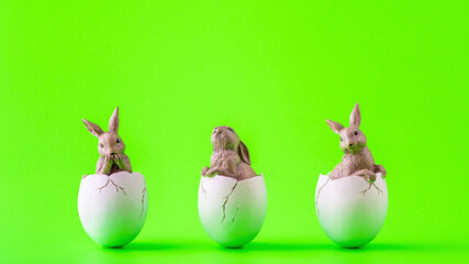 Drei Hasen in weißen Eierschalen vor einem grünen Hintergrund