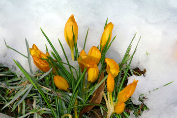 Yellow crocus Crocus flavus,  blooming through the snow marking the end of winter.