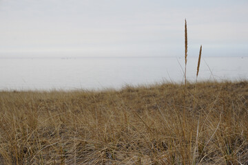 Obraz premium Beach grass on dune along the lake