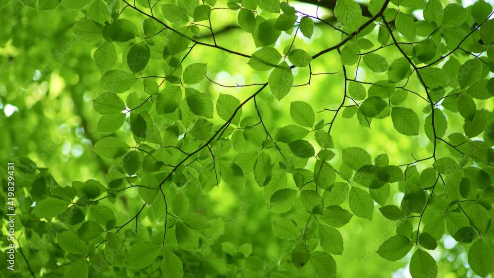 Poster green fresh spring leaves background. beech leaves sway in the wind with nice bokeh background. spri
