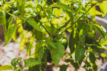 close-up of mini bell pepper capsicum plant outdoor in sunny vegetable garden