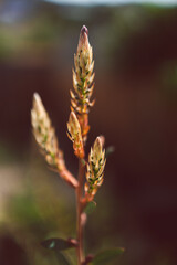 native Australian callistemon plant outdoor in sunny backyard