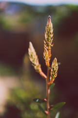 native Australian callistemon plant outdoor in sunny backyard