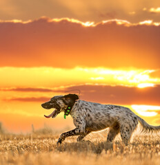 Pointer pedigree dog jumping over wheat field with orange sky and sun