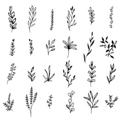 Collection sketch twigs. Hand drawn vector floral elements. © barberry