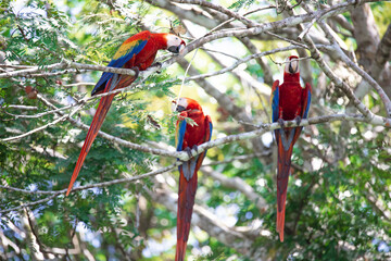 Naklejka premium Three red parrots on a tree during a rest on a tropical tree on their natural habitat, Osa, Ara peninsula, Costa Rica.