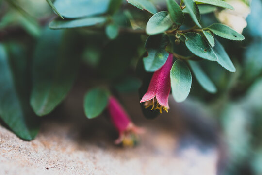 Australian native correa plant with small red flowers in sunny backyard