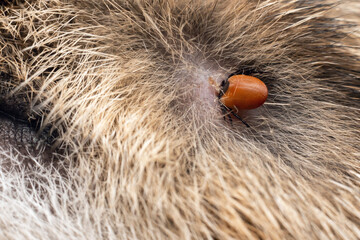 A dangerous carrier of infections, a tick dug into the skin of a cat