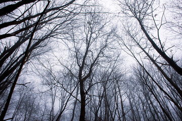 silhouettes of trees in the misty forest