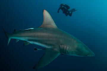 Obraz premium Blacktip shark during the dive. Sharks in the deep. Marine life in the Indian ocean. Sharks kingdom. 