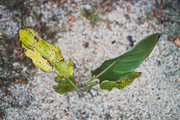 one healthy leaf and a dry one on a bird of paradise strelitzia plant outdoor in sunny backyard