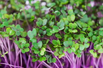 Micro greens of cabbage. Selective focus.