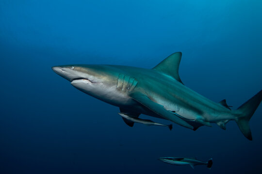 Blacktip shark during the dive. Sharks in the deep. Marine life in the Indian ocean. Sharks kingdom. 