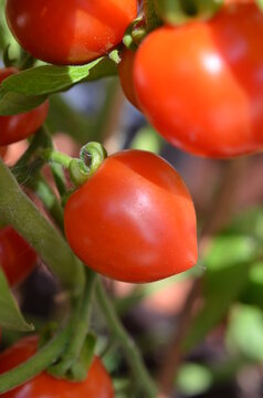 Herztomate