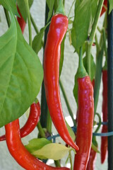 Chili 'Fireflame'