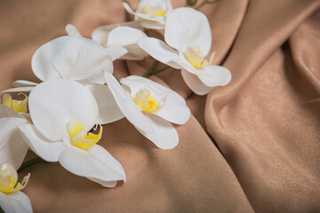 Naklejka na ściany i meble White orchid on a beige drapery. The flower