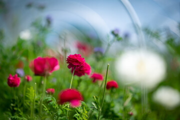 Colorful flowers on the flower farm.Photo with nicely blurred natural background.